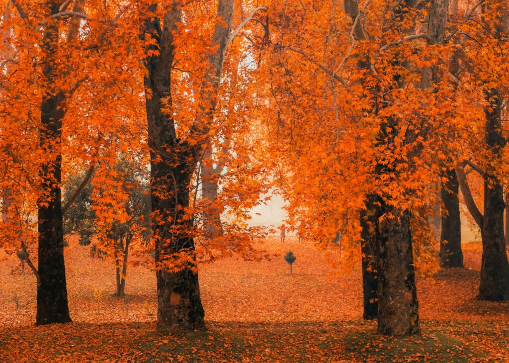 Autumn leaves in the park