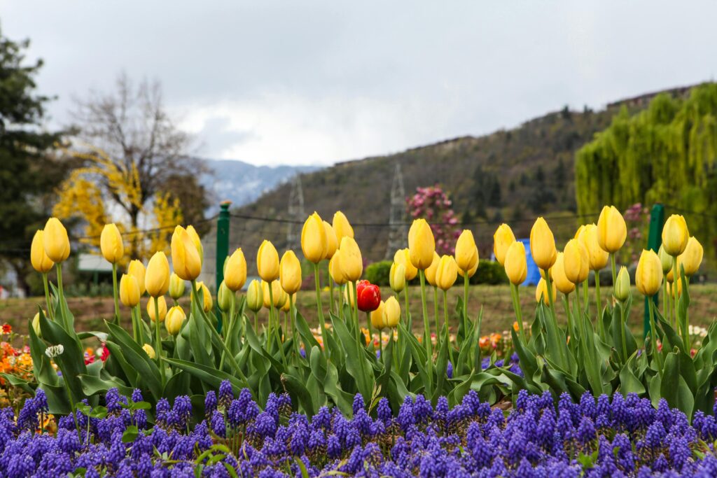 Beautiful yellow tulips bloom in a vibrant garden in Srinagar, surrounded by scenic mountains.